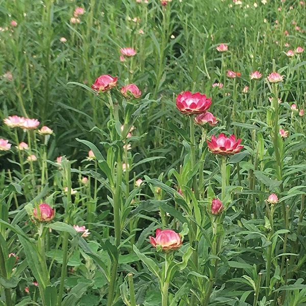 ヘリクリサム花摘み 株式会社東京堂