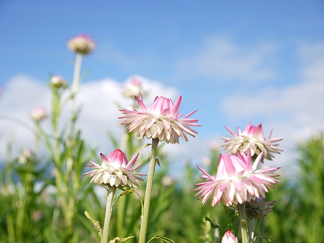 風の花通信 定番アイテムのヘリクリサムをご紹介します 株式会社東京堂